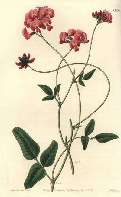 Kennedya dilatada, Kennedya dilatata. Gravura em chapa de cobre colorida à mão por S. Watts depois de uma ilustração de Miss Sarah Drake do Registo Botânico de Sydenham Edwards, Ridgeway, Londres. de Sydenham Teast Edwards