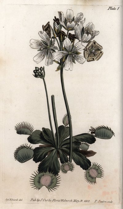 O Dionee apanha moscas ou armadilhas para lobos. Gravura em cobre colorido, ilustração de Sydenham Edwards (1768-1819) para Conferências de Botânica, Jardim Botânico de Lambeth (Inglaterra) de Sydenham Teast Edwards