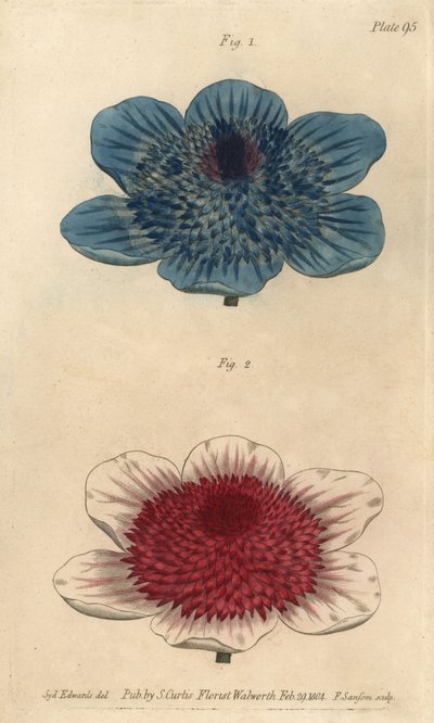 Anémona azul dupla e anémona dupla, anémona coronária. Gravura em chapa de cobre colorida à mão por F. Sansom de uma ilustração botânica de Sydenham Edwards para as Palestras de Botânica de William Curtis, conforme entregue no Jardim Botânico de Lambeth. de Sydenham Teast Edwards