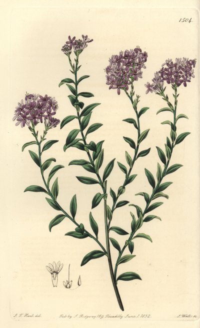 Selago do Dr. Gill, Selago Gillii. Gravura em chapa de cobre colorida à mão por S. Watts após ilustração de J.T. Hart do Sydenham Edwards
