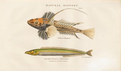 Dragonet e Lança de areia de Sydenham Teast Edwards