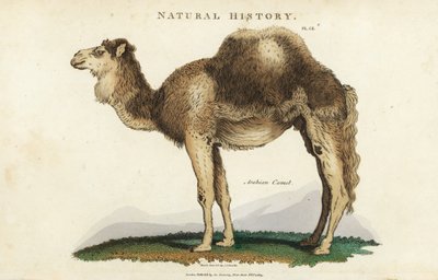 Dromedário - Camelo árabe, dromedário ou camelo de uma só corda, Camelus dromedarius. Gravura em chapa de cobre colorida à mão depois de Sydenham Edwards de John Mason Good