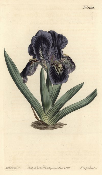 Dwarf Iris - Iris x binata (bandeira anã azul-púrpura, Iris pumila var. violacea). Gravura em chapa de cobre colorida à mão por F. Sansom Jr. após ilustração de Sydenham Edwards da revista Botanical Magazine de William Curtis, T. Curtis, Londres de Sydenham Teast Edwards
