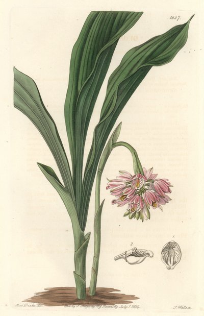 Earth Orchid, originalmente do Sri Lanka - S. Watts Strong Water, de uma ilustração de Sarah Anne Drake (1803), do Botanical Register de Sydenham Teast Edwards