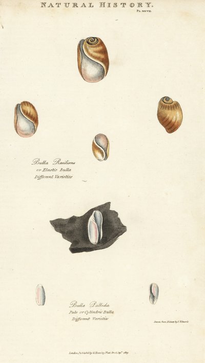 Bula elástica, Bulla resiliens, e Bulla pálida ou cilíndrica, Bulla pallida. Gravura em chapa de cobre colorida à mão após Sydenham Edwards de John Mason Good