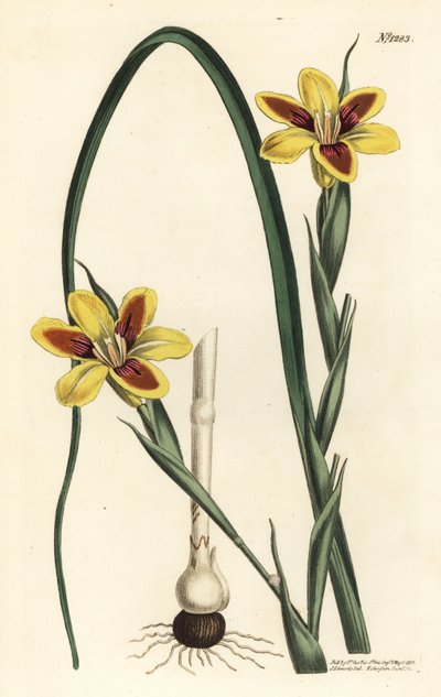Elegante moraea, Moraea elegans (Moraea spicata). Gravura em chapa de cobre colorida à mão por F. Sansom Jr. após ilustração de Sydenham Edwards da revista Botanical Magazine de William Curtis, T. Curtis, Londres. de Sydenham Teast Edwards