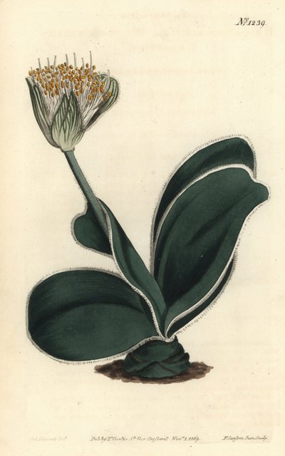 Orelha de elefante - Haemanthus albiflos, Haemanthus albiflos de flor branca. Gravura em chapa de cobre colorida à mão por F. Sansom Jr. após ilustração de Sydenham Edwards da revista Botanical Magazine de William Curtis, T. Curtis, Londres. de Sydenham Teast Edwards