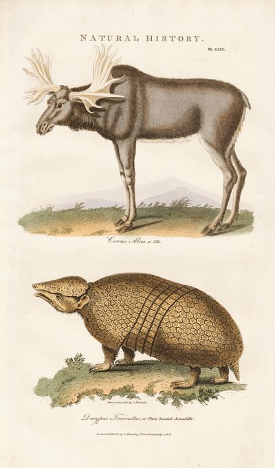 Alce e Tatu-bola de Sydenham Teast Edwards