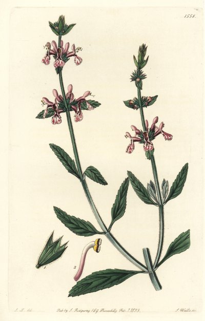 Epiário - Stachys albicaulis, Stachys albicaulis. Gravura em chapa de cobre colorida à mão por S. Watts após uma ilustração de John Lindley do Sydenham Edwards