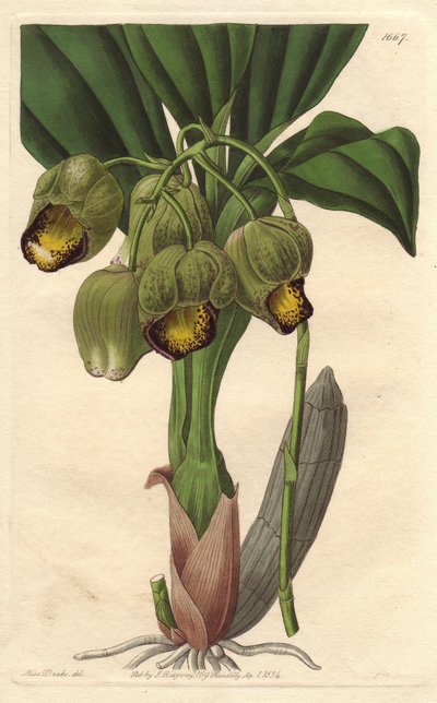 Orquídea epífita, catástrofe amarelo pálido, nativa do Brasil - Water forte de S. Watts a partir de uma ilustração de Sarah Anne Drake (1803-1857), do Botanical Register de Sydenham Teast Edwards
