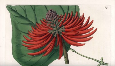 Erythrina variete, árvore de flor vermelha tropical - Gravada por S. Watts, a partir de uma ilustração de Sarah Anne Drake (1803-1857), do Botanical Register of Sydenham Edwards (1768-1819), Inglaterra de Sydenham Teast Edwards