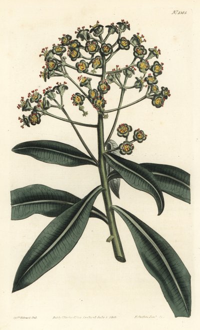 Euphorbe mellifere - Euforbia mellifera, Euphorbia mellifera. Gravura em chapa de cobre colorida à mão por F. Sansom Jr. após ilustração de Sydenham Edwards da revista Botanical Magazine de William Curtis, T. Curtis, Londres de Sydenham Teast Edwards