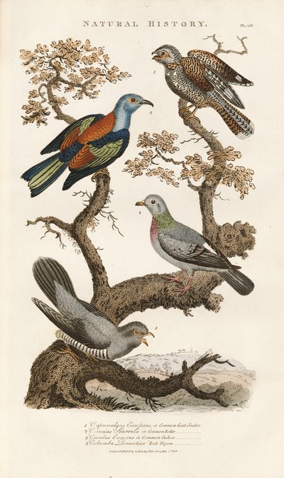 Espécies de aves europeias nas árvores de Sydenham Teast Edwards