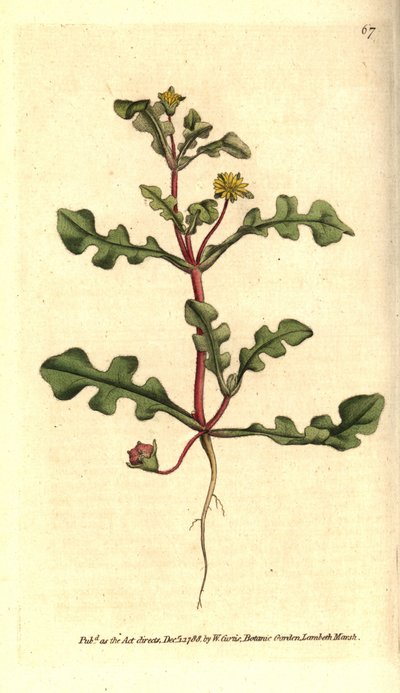 Ficoide variete - Aethephyllum pinnatifidum (Calêndula de figo, Mesembryanthemum pinnatifidum). Gravura em chapa de cobre colorida à mão depois de uma ilustração botânica da revista The Botanical Magazine de William Curtis, Lambeth Marsh, Londres de Sydenham Teast Edwards