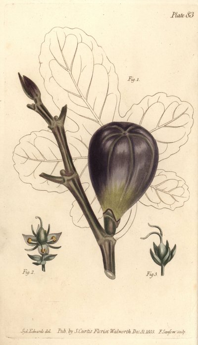 Fig, Ficus carica, Trioecia com hermafrodita, 2 machos e 3 fêmeas com flores crescendo separadamente. Gravura em chapa de cobre colorida à mão por F. Sansom de uma ilustração botânica de Sydenham Edwards para as Palestras de Botânica de William Curtis, con de Sydenham Teast Edwards
