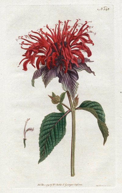 Fistula Monarde - Litografia de Sydenham Edwards (1768-1819), da Revista Botânica de William Curtis (1746-1799) de Sydenham Teast Edwards