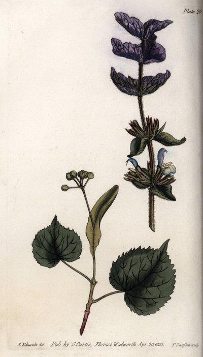 Folhas florais e buquê violeta de brácteas terminais de sálvia verde (ou sálvia hormonal) e tília. Gravura em cobre colorido, ilustração de Sydenham Edwards (1768-1819) para Conferências de Botanical, Jardim Botânico de Lambeth (Inglaterra) de Sydenham Teast Edwards