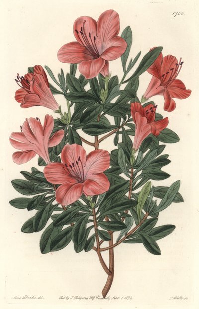 Floristas Rhododendron ou azalee - S. Watts água forte de uma ilustração de Sarah Anne Drake (1803-1857), do Botanical Register de Sydenham Teast Edwards