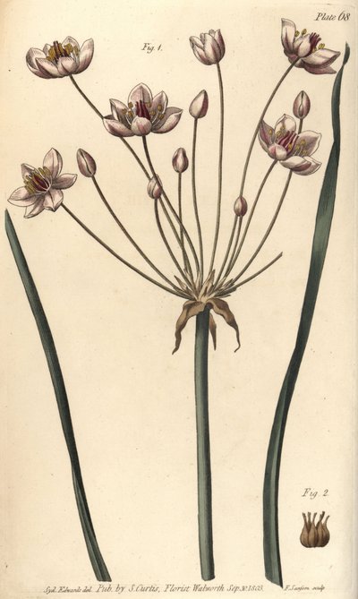 A floração é apressada, Butomus umbellatus, Hexagynia, hermafrodita flor 1 e pistilla 2. Gravura em chapa de cobre colorida à mão por F. Sansom de uma ilustração botânica de Sydenham Edwards para as Palestras de Botânica de William Curtis, conforme entregu de Sydenham Teast Edwards