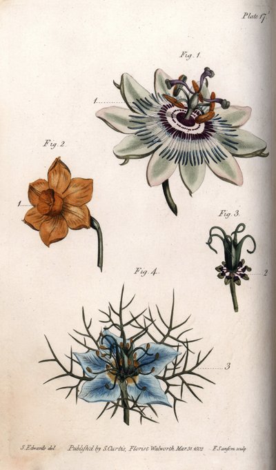 Flores de maracujá ou de maracujá, narciso e nigela. Gravura em cobre colorido, ilustração de Sydenham Edwards (1768-1819) para Conferências de Botanical, Jardim Botânico de Lambeth (Inglaterra) de Sydenham Teast Edwards