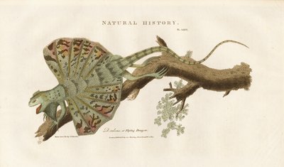 Dragão voador num ramo de Sydenham Teast Edwards