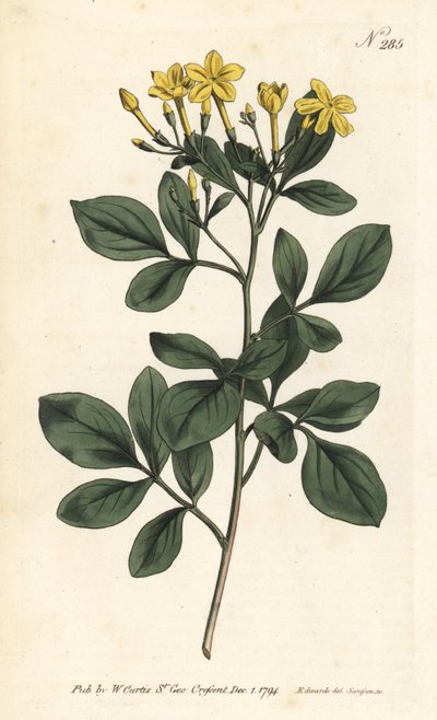 Jasmim perfumado - Jasminum odoratissimum, jasmim mais doce. Gravura em chapa de cobre colorida à mão por Sansom após ilustração de Sydenham Edwards da revista Botanical Magazine de William Curtis, Londres de Sydenham Teast Edwards