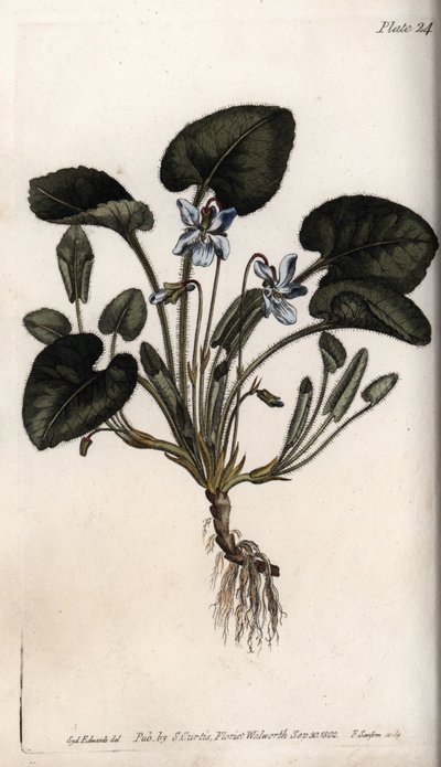 Violeta perfumada. Gravura em cobre colorido, ilustração de Sydenham Edwards (1768-1819) para Conferências de Botanical, Jardim Botânico de Lambeth (Inglaterra) de Sydenham Teast Edwards