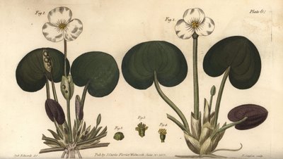 Frogbit, Hydrocharis morsus-ranae, Dioecia, planta fêmea 1,4, planta macho 2,3. Gravura em chapa de cobre colorida à mão por F. Sansom de uma ilustração botânica de Sydenham Edwards para as Palestras de Botânica de William Curtis, conforme entregue no Jard de Sydenham Teast Edwards