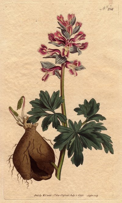 Fumeterre tem uma raiz oca, com flores roxas em pó, nativas da Alemanha. Fumeterre tem uma raiz oca, com flores de cor malva em pó. Nativo da Alemanha. Fumaria cava. Gravura em chapa de cobre colorida à mão a partir de uma ilustração botânica de Sydenham E de Sydenham Teast Edwards