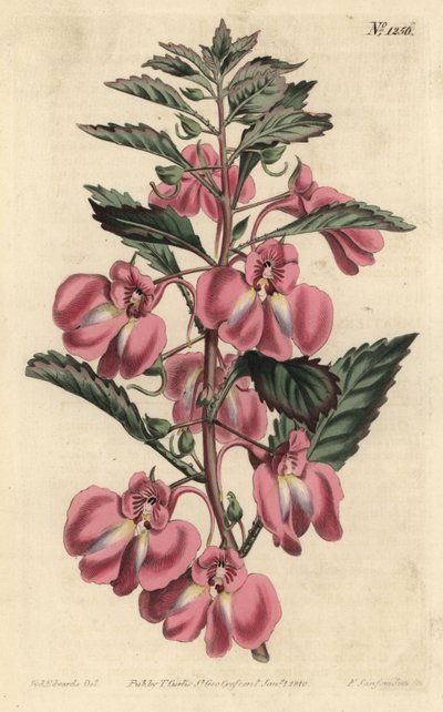 Bálsamo de Jardim - Bálsamo de Jardim, Bálsamo Impatiens bálsamo, Impatiens coccinea. Gravura em chapa de cobre colorida à mão por F. Sansom Jr. após ilustração de Sydenham Edwards da revista Botanical Magazine de William Curtis, T. Curtis, Londres de Sydenham Teast Edwards