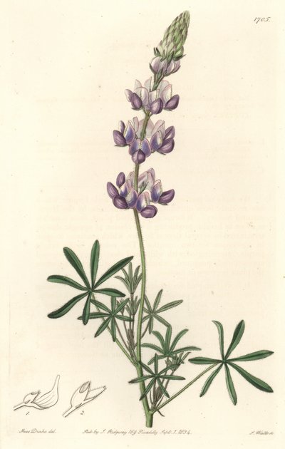 Garden Lupin, originalmente da Califórnia - S. Watts Strong Water, de uma ilustração de Sarah Anne Drake (1803-1857), do Botanical Register de Sydenham Teast Edwards