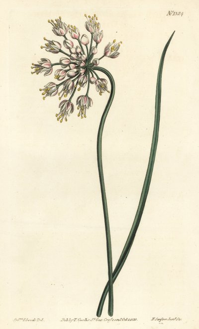 Alho inclinado - Cebola de rabanete, alho-porro de senhora ou alho com lombos, Allium cernuum. Gravura em chapa de cobre colorida à mão por F. Sansom Jr. depois de uma ilustração de Sydenham Edwards da revista Botanical Magazine de William Curtis, T. Curti de Sydenham Teast Edwards
