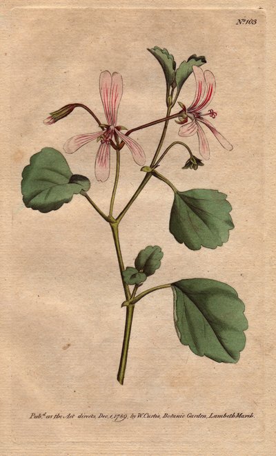 O gerânio tem folha de alecrim, com flores com veias de rosa, nativas da África do Sul. A conta do guindaste de sorrel com flores com veias cor-de-rosa. Um nativo do Cabo, África do Sul. Pelargonium acetosum. Gravura em chapa de cobre colorida à mão a part de Sydenham Teast Edwards