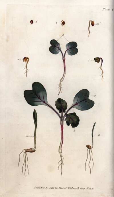 Germinação de sementes de rabanete, trigo mole e cevada comum. Gravura em cobre colorido, ilustração de Sydenham Edwards (1768-1819) para Conferências de Botanical, Jardim Botânico de Lambeth (Inglaterra) de Sydenham Teast Edwards