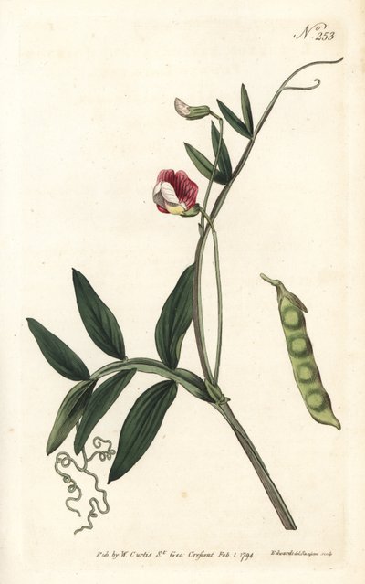 Gesse climene - Ervilhaca Espanhola, Lathyrus clymenum (Lathyrus articulatus, Lathyrus articulatus). Gravura em chapa de cobre colorida à mão por Sansom após uma ilustração de Sydenham Edwards da revista Botanical de William Curtis, Londres de Sydenham Teast Edwards