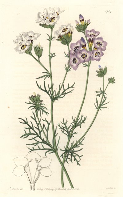 Gilia tricolor, branca e roxa, nativa da Califórnia - S. Watts água forte de uma ilustração de Sarah Anne Drake (1803-1857), do Botanical Register de Sydenham Teast Edwards