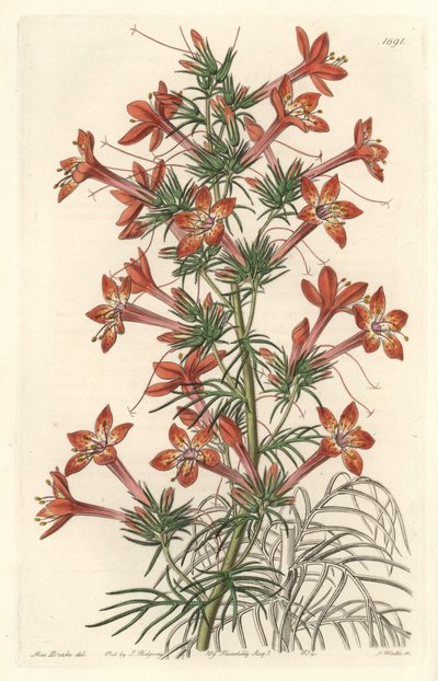 Gilie a coronope leaf ou Ipomopside elegante - Water forte de S. Watts a partir de uma ilustração de Sarah Anne Drake (1803-1857), do Botanical Register de Sydenham Teast Edwards