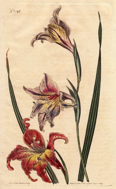Glaieul tem flores grandes em episódio ou grandes afrikaner marrons, com flores cor-de-rosa pálido e ecarlate spotted, nativas da África do Sul. Grande cornflag florida ou grande afrikaner marrom, com flores mosqueadas em escarlate e rosa pálido, nativa da de Sydenham Teast Edwards