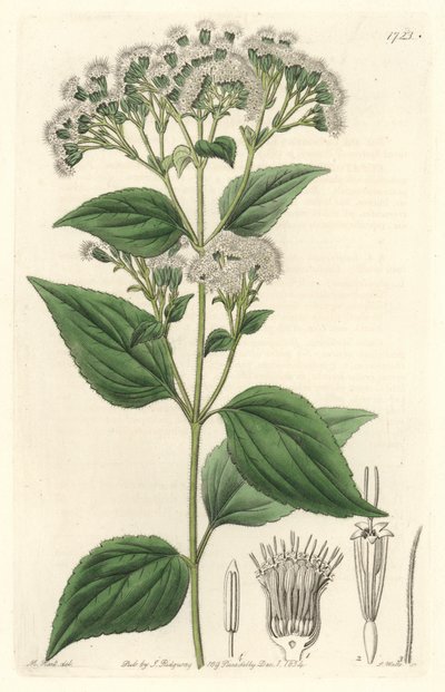 Glandular eupatorium, nativo do México - S. Watts água forte de uma ilustração de M. Mart, do Botanical Register de Sydenham Teast Edwards
