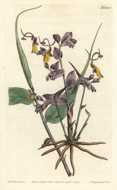 Globba radicalis (Ópera feminina, Mantisia salatoria). Gravura em chapa de cobre colorida à mão por F. Sansom Jr. depois de uma ilustração de Sydenham Edwards da revista botânica de William Curtis, T. Curtis, Londres. de Sydenham Teast Edwards