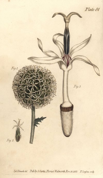 Globo cardo, Echinops sphaerocephalus, Polygamia segregata, flor 1, e flor única 2,3. Gravura em chapa de cobre colorida à mão por F. Sansom de uma ilustração botânica de Sydenham Edwards para as Lectures on Botany de William Curtis, conforme entregue no B de Sydenham Teast Edwards