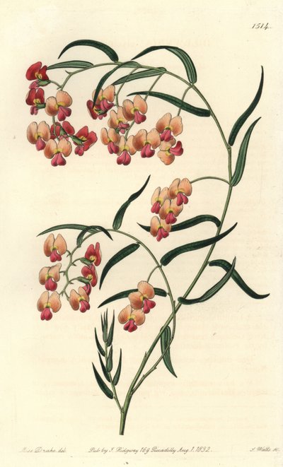 Dillwynia glicínica, Dillwynia glycinifolia. Gravura em chapa de cobre colorida à mão por S. Watts depois de uma ilustração de Miss Sarah Drake do Registo Botânico de Sydenham Edwards, Ridgeway, Londres de Sydenham Teast Edwards