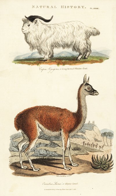 Cabra e Lama - Cabra de chifre longo, Capra aegagrus, e Lama, Lama glama (Glama camel, Camelus lama). Gravura em chapa de cobre colorida à mão depois de Sydenham Edwards de John Mason Good