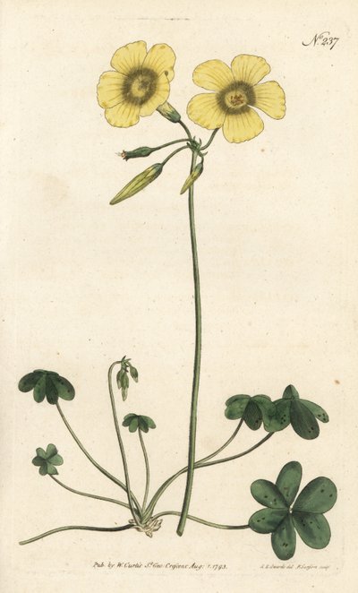 Pé de cabra - Pés de cabra - Sorrel de madeira de cabra, Oxalis caprina. Gravura em chapa de cobre colorida à mão por Sansom após ilustração de Sydenham Edwards rom William Curtis