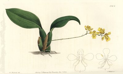 Gomesa cornigera orquídea (Horned oncidium, Oncidium cornigerum). Gravura em chapa de cobre colorida à mão por S. Watts após uma ilustração de William Herbert do Sydenham Edwards