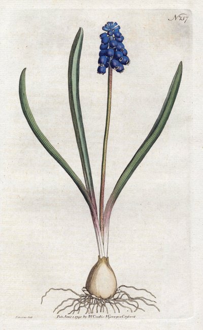 Litografia de jacinto de uvas de Sydenham Edwards (1768-1819), prato da revista Botanical de William Curtis (1746-1799) de Sydenham Teast Edwards