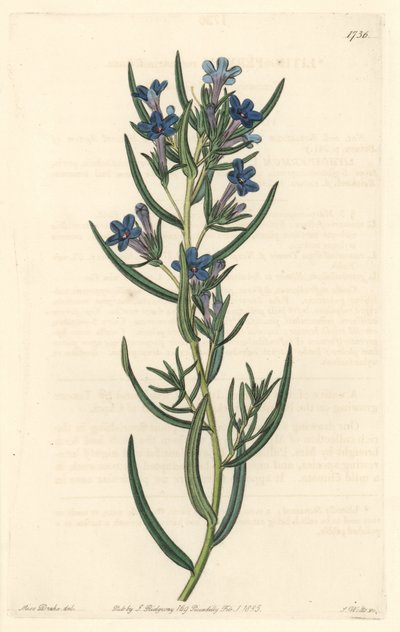 Gremil a rosemary leaves, nativo da Sicília - Water forte de S. Watts, de uma ilustração de Sarah Anne Drake (1803-1857), do Botanical Register de Sydenham Teast Edwards