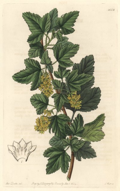 Groseillier, conhecido como Gadellier da Sibéria (Ribes diacanthum), natural do Chile - Water forte de S. Watts a partir de uma ilustração de Sarah Anne Drake (1803-1857), do Botanical Register de Sydenham Teast Edwards
