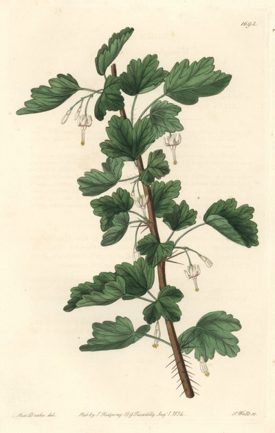 Groseillier, nativo da América do Norte - Água forte por S. Watts de uma ilustração de Sarah Anne Drake (1803-1857), do Botanical Register de Sydenham Teast Edwards