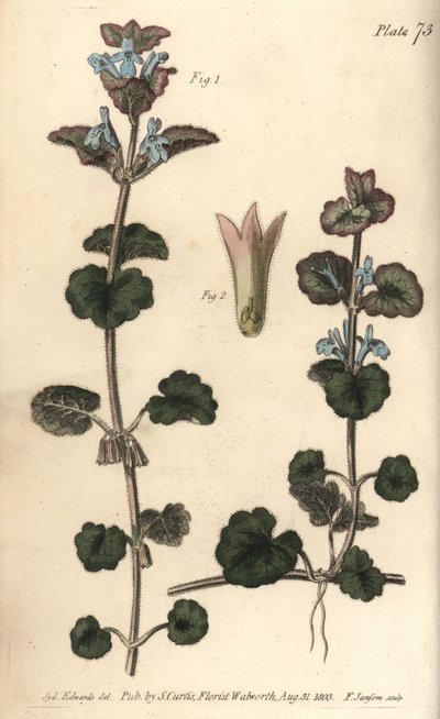 Hera terrestre, Glechoma hederacea, Gymnospermia. Gravura em chapa de cobre colorida à mão por F. Sansom de uma ilustração botânica de Sydenham Edwards para as Palestras de Botânica de William Curtis, conforme entregue no Jardim Botânico de Lambeth de Sydenham Teast Edwards